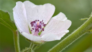 Heemst - Althaea officinalis Heemst - Althaea officinalis