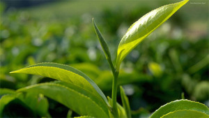 Thee - Camellia sinensis Thee - Camellia sinensis