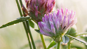 Rode klaver - Trifolium pratense Rode klaver - Trifolium pratense