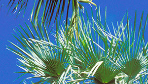 Carnaubapalm - Copernicia prunifera Carnaubapalm - Copernicia prunifera