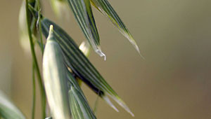 Haver - Avena sativa Haver - Avena sativa