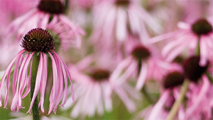 Echinacea - Echinacea pallida Echinacea - Echinacea pallida