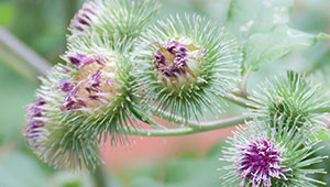 Klit - Arctium lappa Klit - Arctium lappa