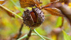 Paardenkastanje - Aesculus hippocastanum Paardenkastanje - Aesculus hippocastanum