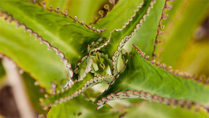 Bryophyllum - Kalanchoe daigremontiana Bryophyllum - Kalanchoe daigremontiana