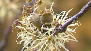 Toverhazelaar - Hamamelis virginiana Toverhazelaar - Hamamelis virginiana