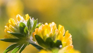 Wondklaver - Anthyllis vulneraria Wondklaver - Anthyllis vulneraria