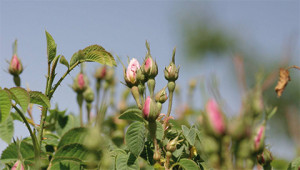 Roos - Rosa ssp. Roos - Rosa ssp.