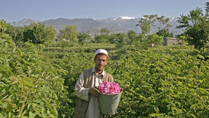Dr. Hauschka Etherische rozenolie uit Afghanistan Dr. Hauschka Etherische rozenolie uit Afghanistan