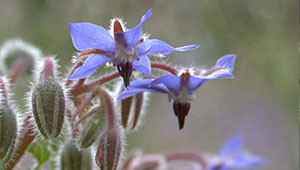 Bernagie - Borago officinalis Bernagie - Borago officinalis