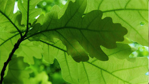 Zomereik - Quercus robur Zomereik - Quercus robur
