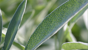 Salie - Salvia officinalis Salie - Salvia officinalis