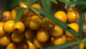 Duindoorn - Hippophae rhamnoides Duindoorn - Hippophae rhamnoides