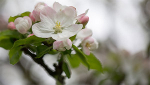 Appel - Malus domestica Appel - Malus domestica