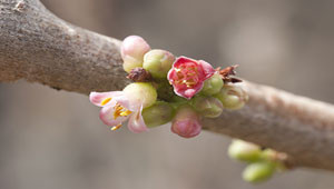 Mirre - Commiphora molmol Mirre - Commiphora molmol