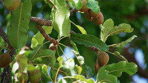Sheaboom - Butyrospermum parkii Sheaboom - Butyrospermum parkii