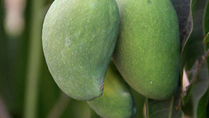 Mango - Mangifera indica Mango - Mangifera indica