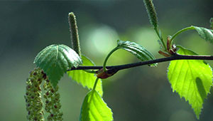 Berk - Betula pendula Berk - Betula pendula