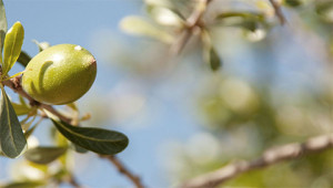 Arganboom - Argania spinosa Arganboom - Argania spinosa