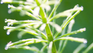 equisetum-arvense-l-kleinMmkYekQxerxCy equisetum-arvense-l-kleinMmkYekQxerxCy