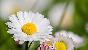 Madeliefje - Bellis perennis Madeliefje - Bellis perennis