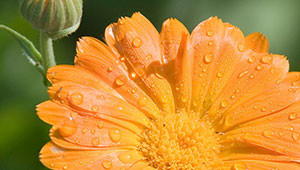 Goudsbloem - Calendula officinalis Goudsbloem - Calendula officinalis