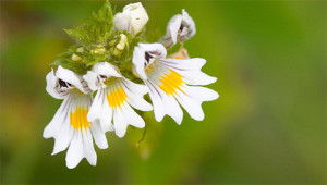 Ogentroost - Euphrasia officinalis Ogentroost - Euphrasia officinalis