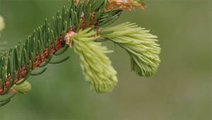 Fijnspar - Picea abies Fijnspar - Picea abies