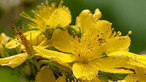 St. Janskruid - Hypericum perforatum St. Janskruid - Hypericum perforatum