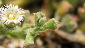 IJsplantje - Mesembryanthemum crystallinum IJsplantje - Mesembryanthemum crystallinum