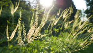Dr. Hauschka Dierproefvrije cosmetica Dr. Hauschka Dierproefvrije cosmetica