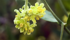 Jojoba - Simmondsia chinensis Jojoba - Simmondsia chinensis