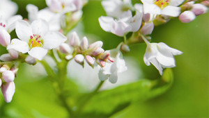 Boekweit - Polygonum fagopyrum Boekweit - Polygonum fagopyrum