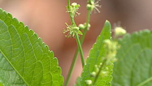 Bingelkruid - Mercurialis perennis Bingelkruid - Mercurialis perennis