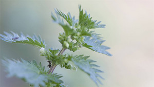 Brandnetel - Urtica urens Brandnetel - Urtica urens