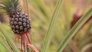 Ananas - Ananas comosus Ananas - Ananas comosus