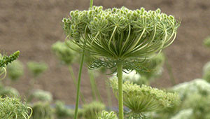 Wilde peen - Daucus carota Wilde peen - Daucus carota
