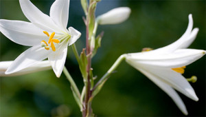 Madonnalelie - Lilium candidum Madonnalelie - Lilium candidum