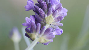 Lavendel - Lavandula angustifolia Lavendel - Lavandula angustifolia