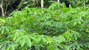 Cassave - Manihot esculenta Cassave - Manihot esculenta