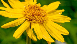 Arnica - Arnica montana Arnica - Arnica montana