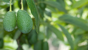 Avocado - Persea gratissima Avocado - Persea gratissima