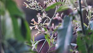 Veganistische cosmetica Veganistische cosmetica