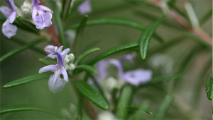 Rozemarijn - Rosmarinus officinalis Rozemarijn - Rosmarinus officinalis