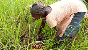 Dr. Hauschka Sheaboter uit Burkina Faso Dr. Hauschka Sheaboter uit Burkina Faso