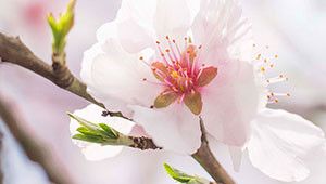 Amandelboom - Prunus dulcis Amandelboom - Prunus dulcis