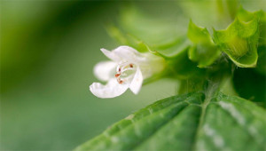 Citroenmelisse - Melissa officinalis Citroenmelisse - Melissa officinalis