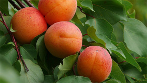 Abrikoos - Prunus armeniaca Abrikoos - Prunus armeniaca