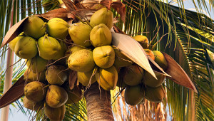 Kokospalm - Cocos nucifera Kokospalm - Cocos nucifera