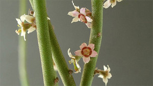 Candelilla - Euphorbia antisyphillitica Candelilla - Euphorbia antisyphillitica